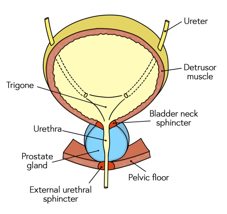 Male urethral sphincters