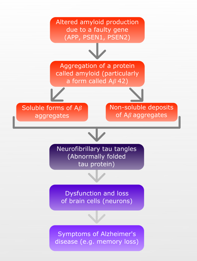 diagram showing amyloid cascade hypothesis