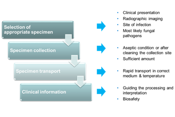 stage 1 is the selection of appropriate specimen (factors involved are clinical presentation, radiographic imaging, site of infection, most likely fungal pathogens). Stage 2 is specimen collection (factors involved are aseptic condition or after cleaning the collection site and sufficient amount). stage 3 specimen transport (factors involved are rapid transport in correct medium and temperature). stage 4 Clinical information (factors include guiding the processing and interpretation and biosafety)