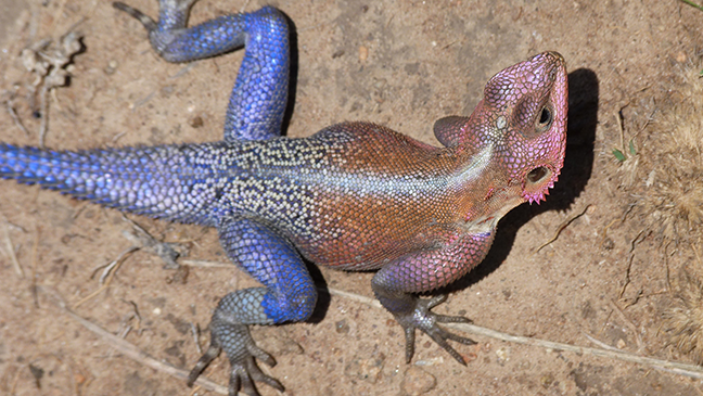 Mwanza Agama lizard