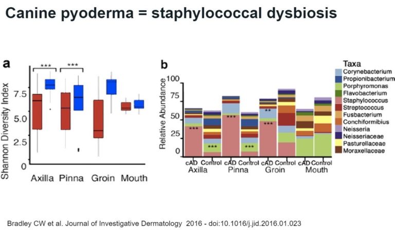 2 graphs describing how canine pyoderma = staphlococcal dysbiosis that are further explained in the audio.