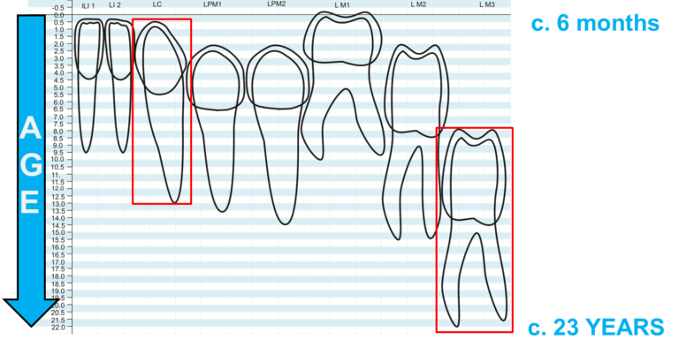 Graph showing the development of the permanent lower dentition against age