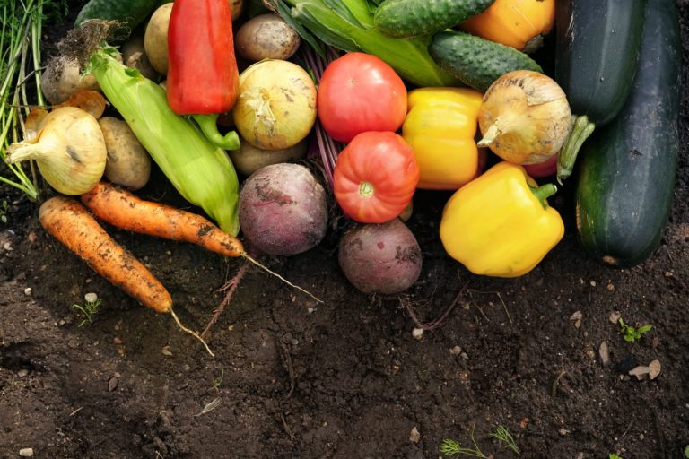 A collection of recently harvested vegetables: onions, carrots, corn, peppers, beetroot, tomatoes, cucumbers and marrows