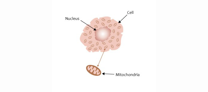 Diagram depicting cell with mitochondria