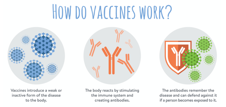 An infographic explaining how vaccines work. It has three circles, one for each stage. The first circle is a depiction of vaccines introducing a weak or inactive form of the disease into the body, the second is the body reacting by stimulating the immune system and creating antibodies, whilst the third is the antibodies remembering the disease and defending against if a person becomes re-exposed.