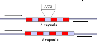 The figure for the genetic markers used in forensics are nothing but the Short Tandem Repeats (TRS, also called microsatellites) as we have previously shown: a cartoon depicting a Short Tandem Repeat (STR or microsatellite) shown as a short line for one copy of the basic sequence, that is repeated a variable number of times, and this number constitutes the allele name.