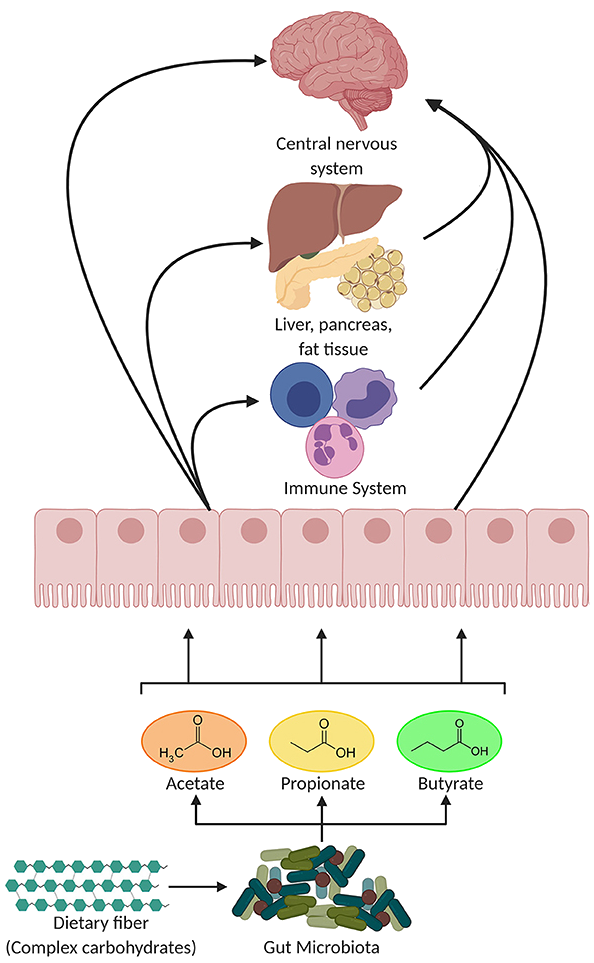 Figure 3. Main SCFAs produced by the microbiota in the large intestine through the anaerobic fermentation of indigestible polysaccharides such as dietary fiber and resistant starch. Potential pathways through which SCFAs influence gut-brain communication (Figure adapted from https://doi.org/10.3389/fendo.2020.00025)