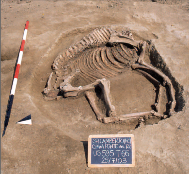 Horse remains in an ancient cemetery