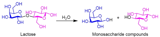 hydrolysis of lactose