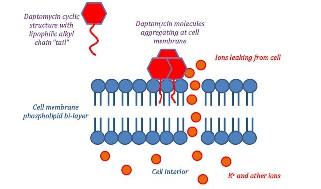 daptomycin mode of action