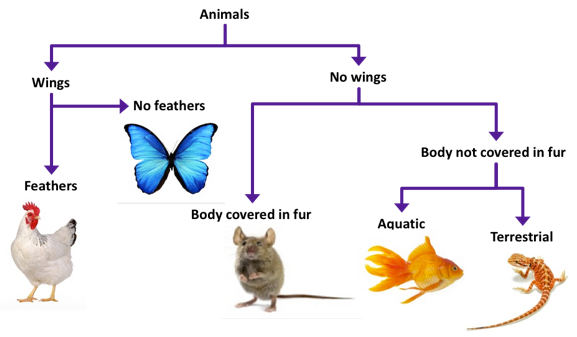 dichotomous key example