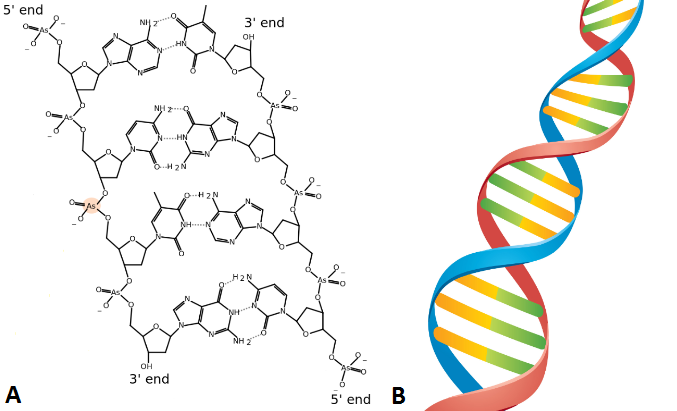 DNA