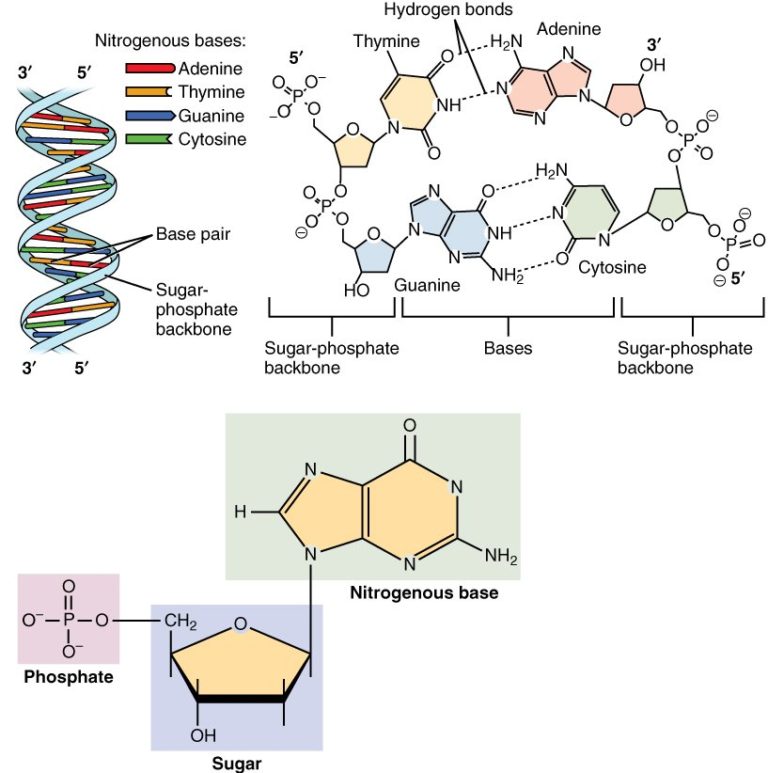 grammatical-rules-for-dna-sequence-representation