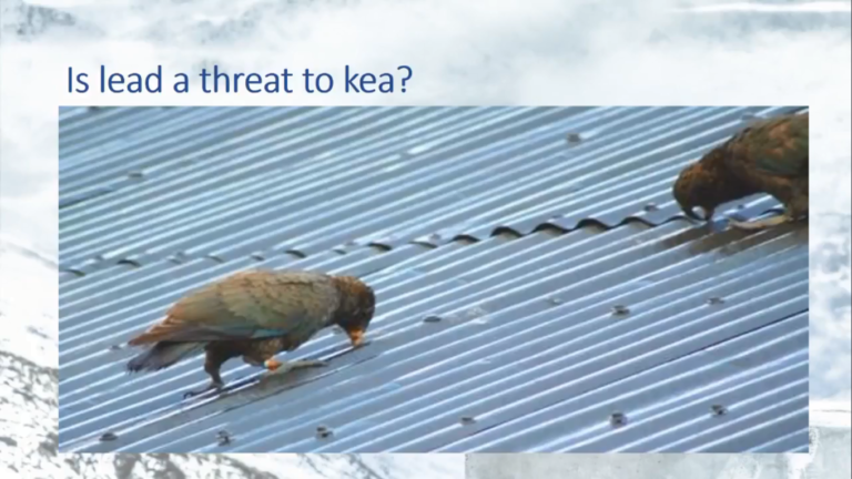 kea lead