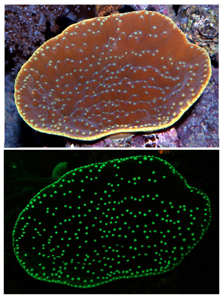 The upper image shows the coral colony as seen under daylight. The lower picture shows the green fluorescence of the coral induced by illuminating the coral with blue light.