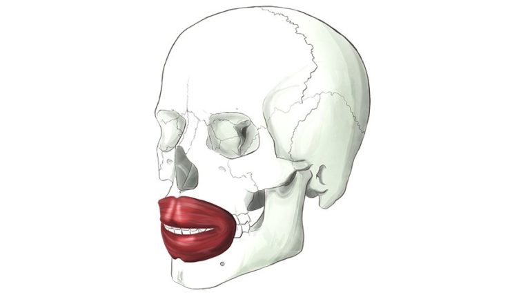 The main muscles of the face