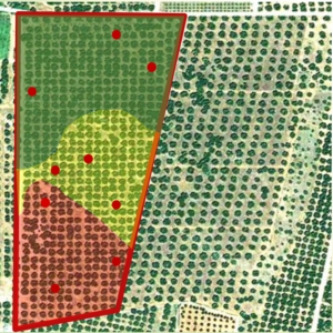 birds-eye view of field with section marked out in red. This section is divided into three different areas represented by different colours. 9 red dots representing sampling point are spaced randomly across the section, 3 in each different coloured area.