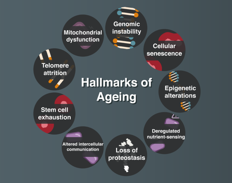 The nine hallmarks of ageing: genomic instability, cellular senescence, epigenetic alterations, deregulated nutrient sensing, loss of proteostasis, altered intercellular communication, stem cell exhaustion, telomere attrition and mitochondrial dysfunction.