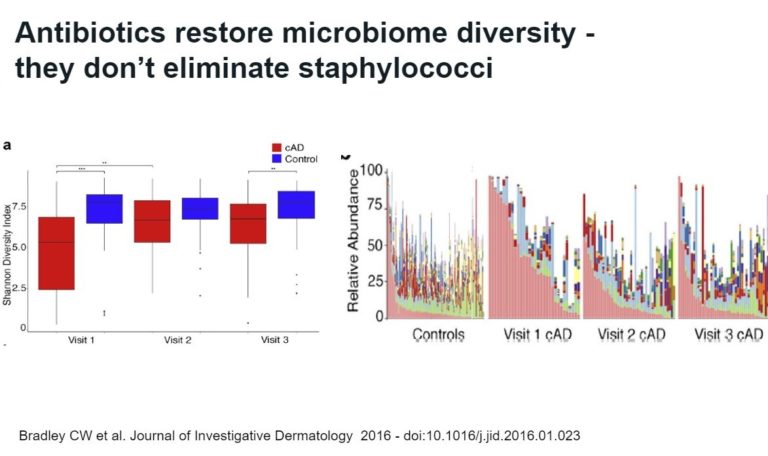 2 graphs showing how antibiotics restore microbiome diversity, not eliminate staphylococci, that are further explained in the audio.
