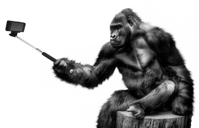 Image shows a gorilla with a selfie stick.