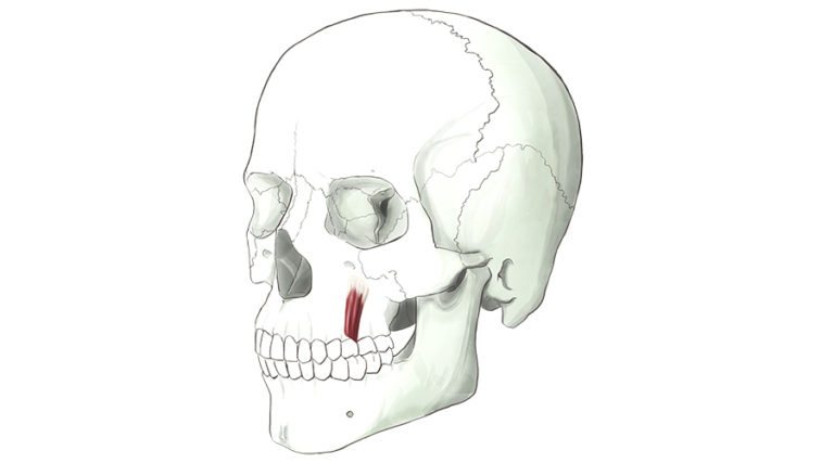 Levator Anguli Oris. Muscles which attach to the corners of the mouth.