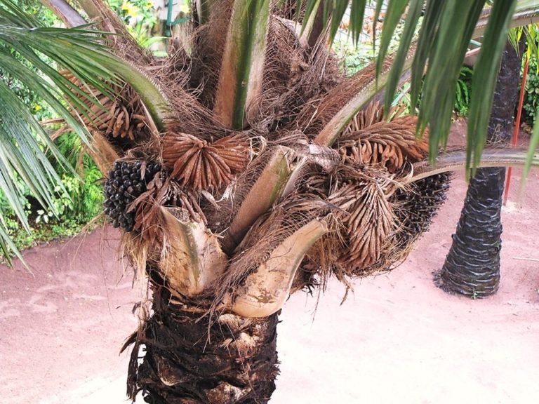 African oil palm tree with ripening fruits