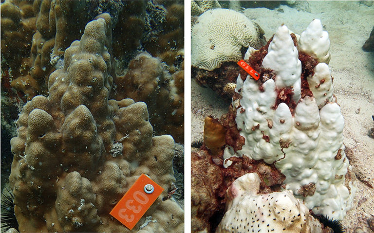 Corals hosting the extreme temperature tolerant symbiont species *Symbiodinium thermophilum* in Saadiyat Reef (UAE) before (left) and after bleaching (right) during the hot summer of 2012.