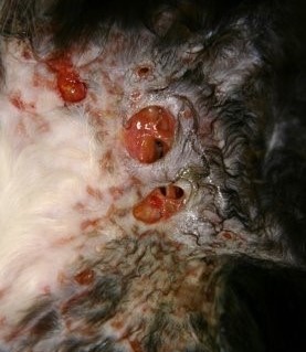 A serious infection in the axilla of a cat.