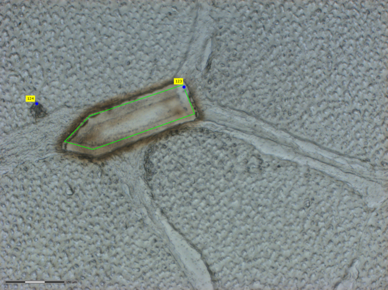 A microscopic image of horse tendon which shows the fascicular matrix (FM) and the interfascicular matrix (IFM) after microdissection