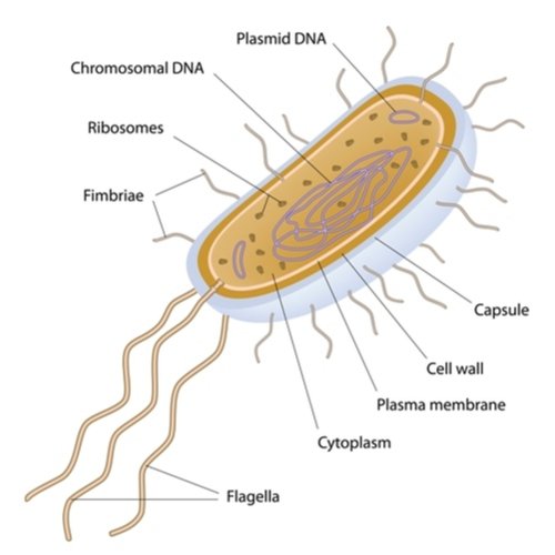 Labelled diagram of a prokaryote cell: Plasmid DNA, Chromosomal DNA, Ribosomes, Fimbriae, Capsule, Cell wall, Plasma membrane, Cytoplasm and Flagella