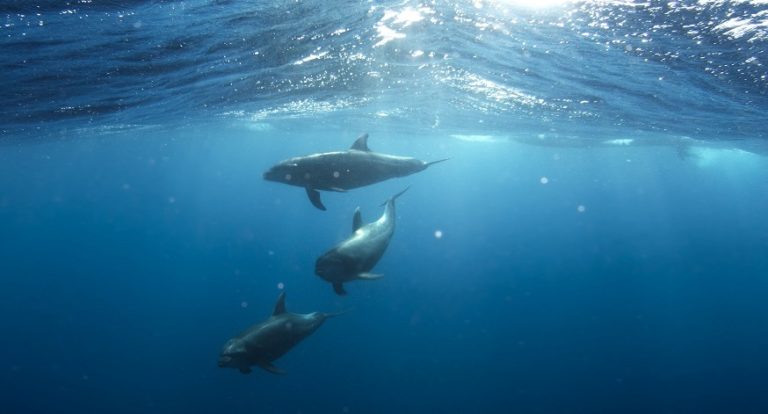 Three dolphins swim under the sea