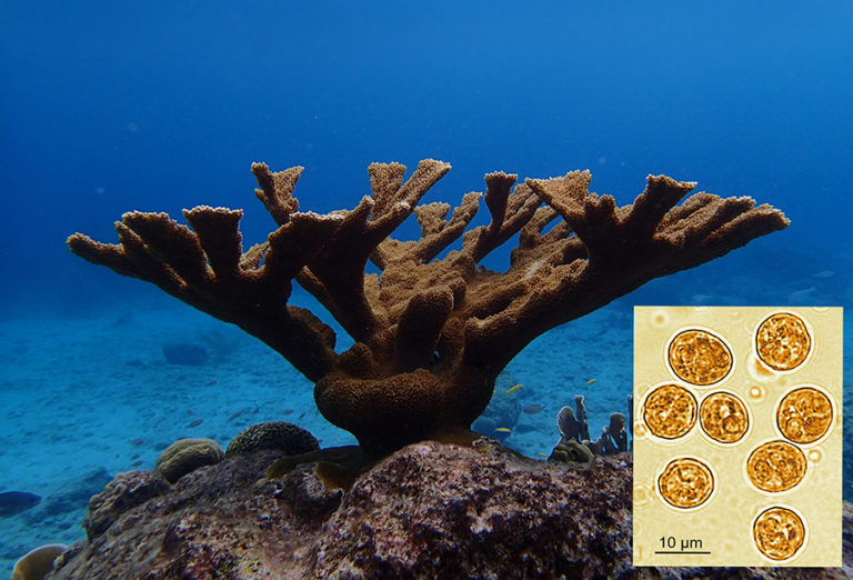 A side view of a large elkhorn coral growing on a rock. The brown colour is caused by the presence of symbiont algae in the coral tissue. The overall shape indicates the presence of the substantial limestone skeleton. The inset shows a microscopic image of the symbiont algae along with a scale bar.