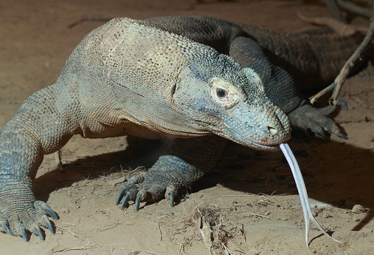 Photograph of Komodo dragon