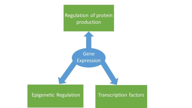 Diagram of gene expression