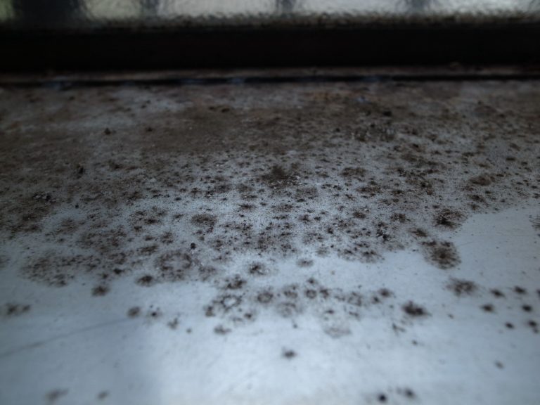 image of black mould growing on a surface at home. Could potentially be aspergillus