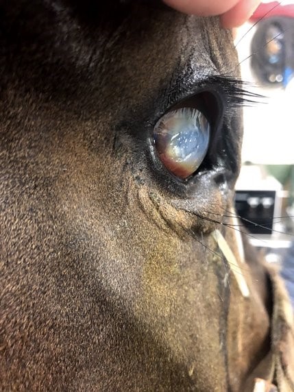 A horse with a severe melting corneal ulcer.