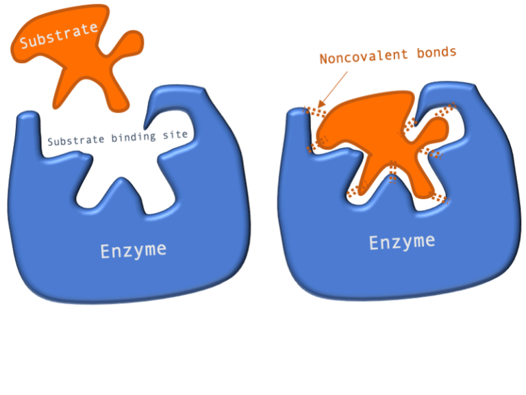 Cartoon illustrating the Lock and Key model of substrate binding which shows two copies of a cartoon enzyme with an opening labelled as the substrate binding site. In the first copy a substrate molecule that is the same shape as the binding site is floating outside the enzyme. In the second copy of the enzyme, the substrate molecule has been fitted in the binding site (like a key in a lock) and is held there by non-covalent bonds