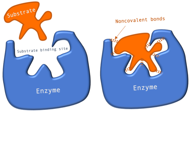 labeled enzymes lock and key