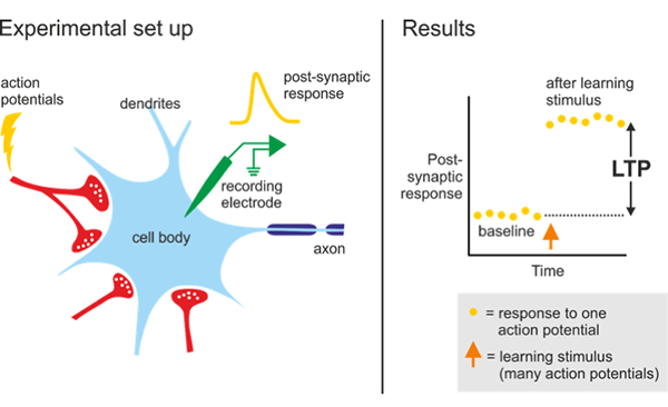 Schematic of an LTP experiment. It shows a drawing of cell body of a post-synaptic neuron and its dendrites. It shows electrode recording synaptic activity and the resulting graph that shows an increase in post-synaptic response after stimulation