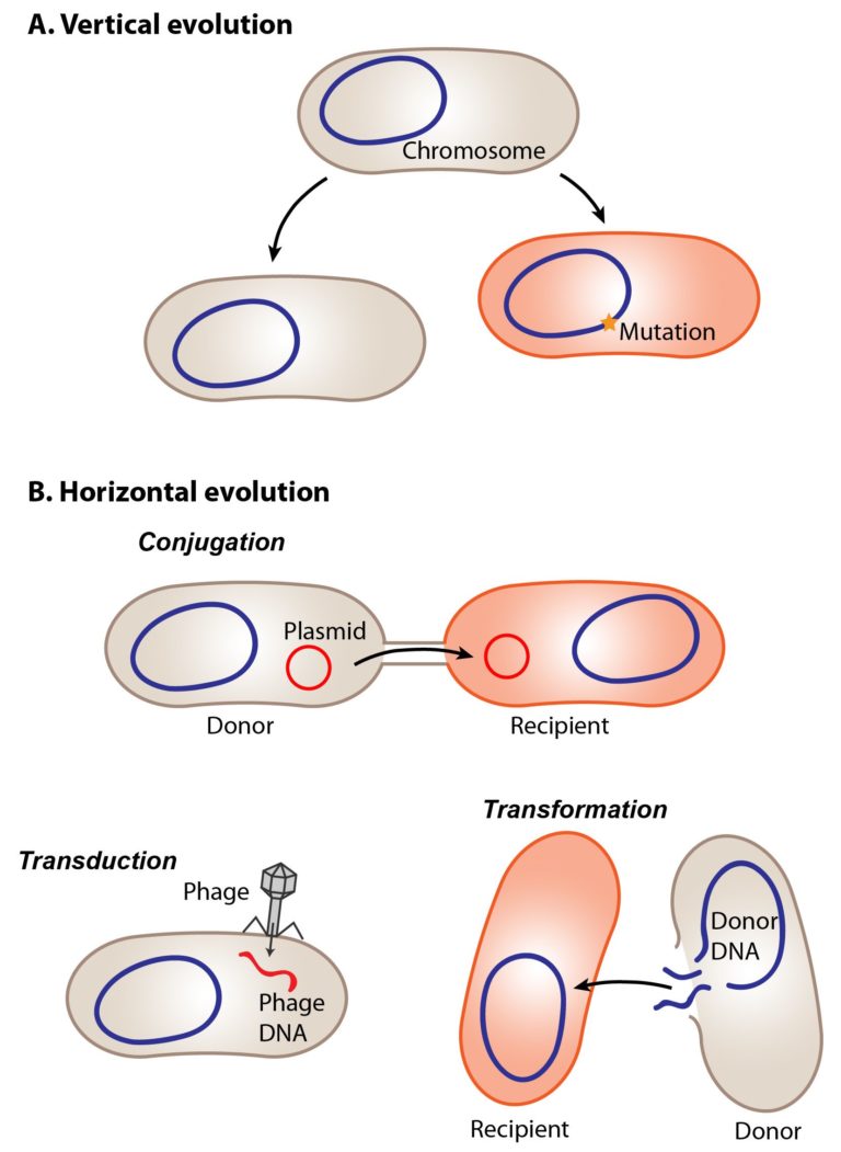 Resistance Through Horizontal Gene Transfer