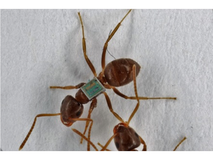 Tagged invasive garden ant