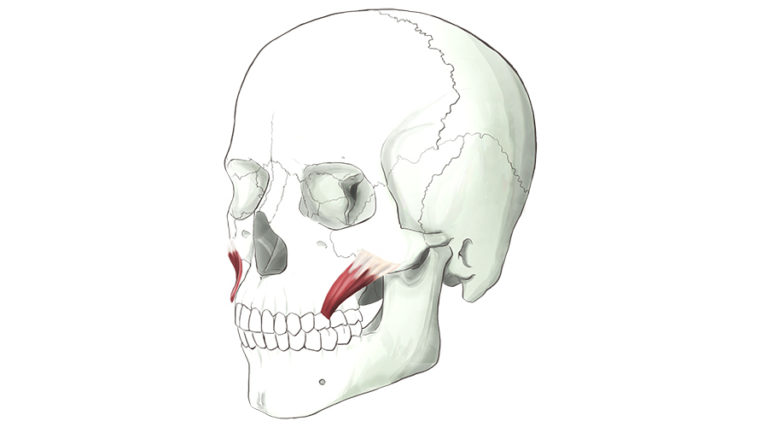 Zygomatic Minor. One of a pair of strap muscles that inserts into the upper lip