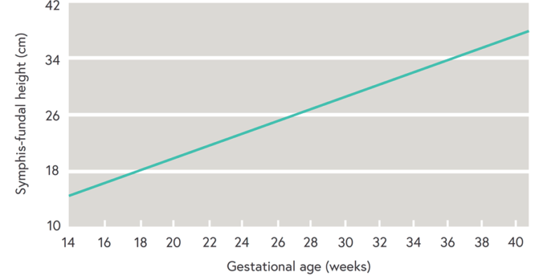 Graph shows how the estimate of foetal gestational age increases from 14 to 40 weeks at a steady rate against increasing symphysis-fundal height measurements of 10 to 42 cm
