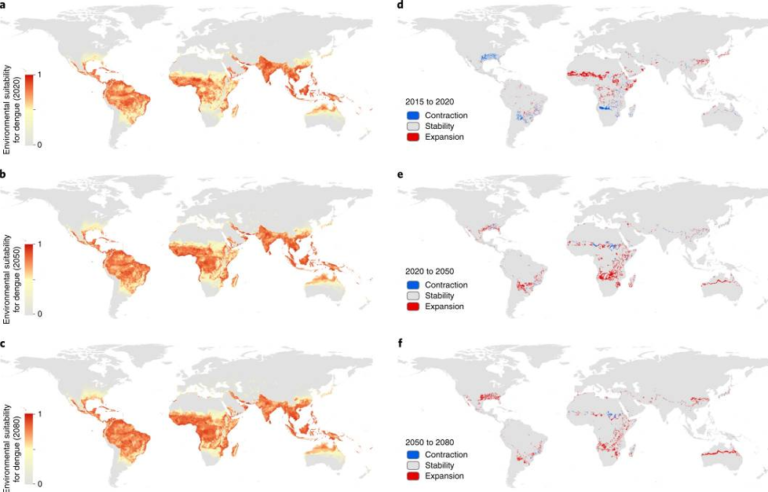 Figure 1: This image shows geographical maps side by side for the years 2015-2020, 2020-2050 and 2050-2080 respectively. On the left hand side, you can see the environmental suitability for dengue fever. The areas suitable for dengue include the southern USA, Central and South America, Africa, South East Asia, the Pacific Islands and Northern Australia. On the right hand side, the maps show the predicted areas in which dengue will contract, remain stable or expand. Expansion is expected in Africa, South America, Australia and the USA between both 2020-2050 and 2050-2080. It is expected for the disease to contract in South America, USA and some regions of Africa between 2015-2020.