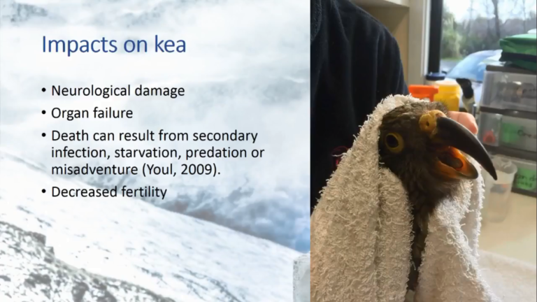 kea death