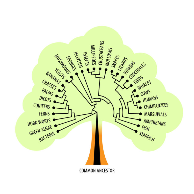 phylogenetic tree