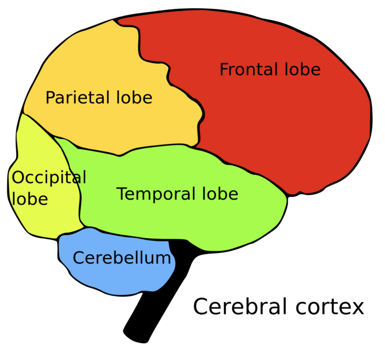 Parietal cortex