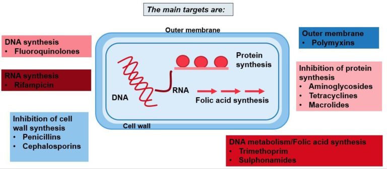 Diagram showing the main targets of antibiotics to parts of the bacterial physiology. these include: DNA synthesis, protein synthesis and the outer membrane.