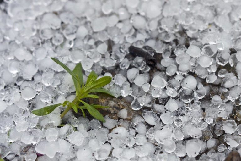 Photograph of a layer of hail on the ground with a small plant poking through