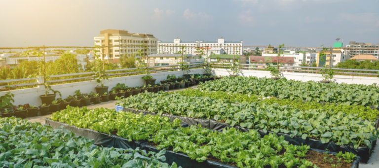 Rooftop gardening